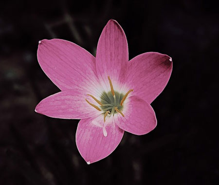 pink-flower